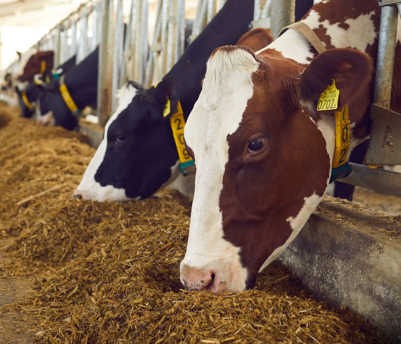 Tannin-based animal feed additives for ruminants