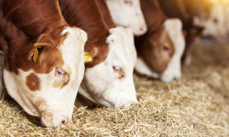 Animal Feed – tannin additives for gut health
